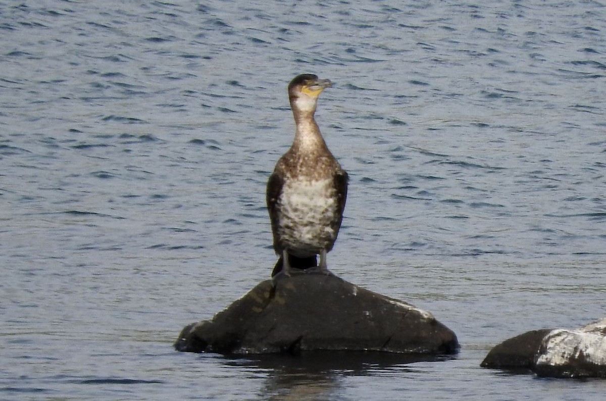 Great Cormorant - ML91944281