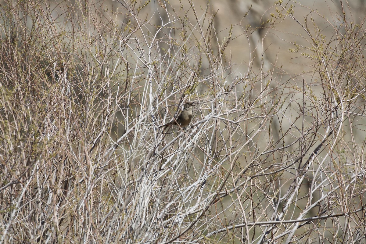 California Thrasher - ML91944371