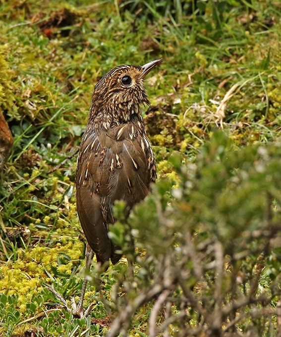 Stripe-headed Antpitta - Roger Ahlman