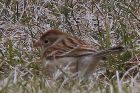 Field Sparrow - ML91945871