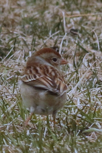 Field Sparrow - ML91945881