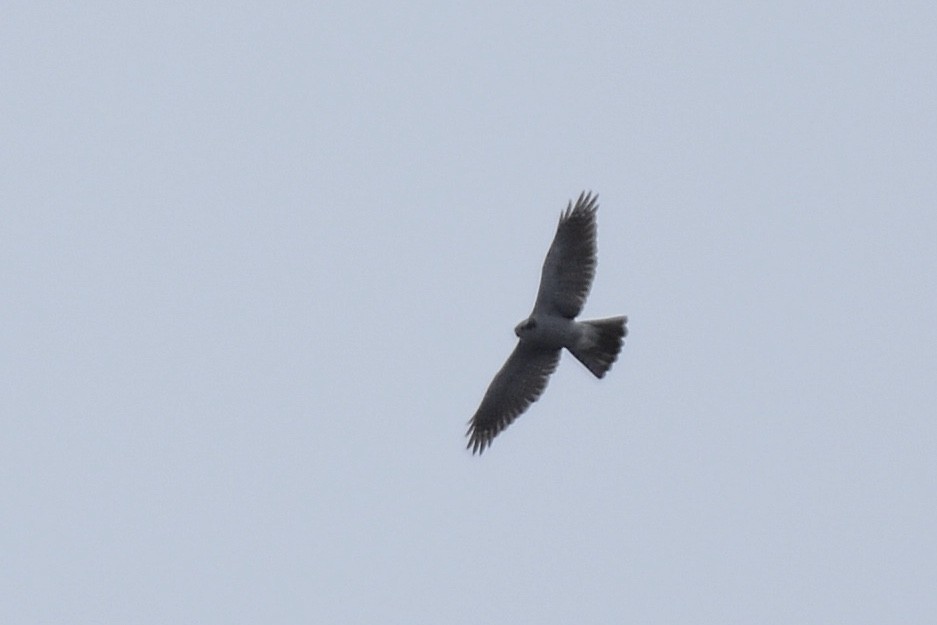 American Goshawk - Monica Siebert