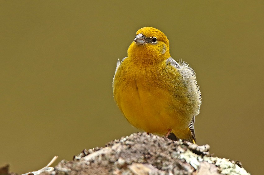 Bright-rumped Yellow-Finch - ML91948021