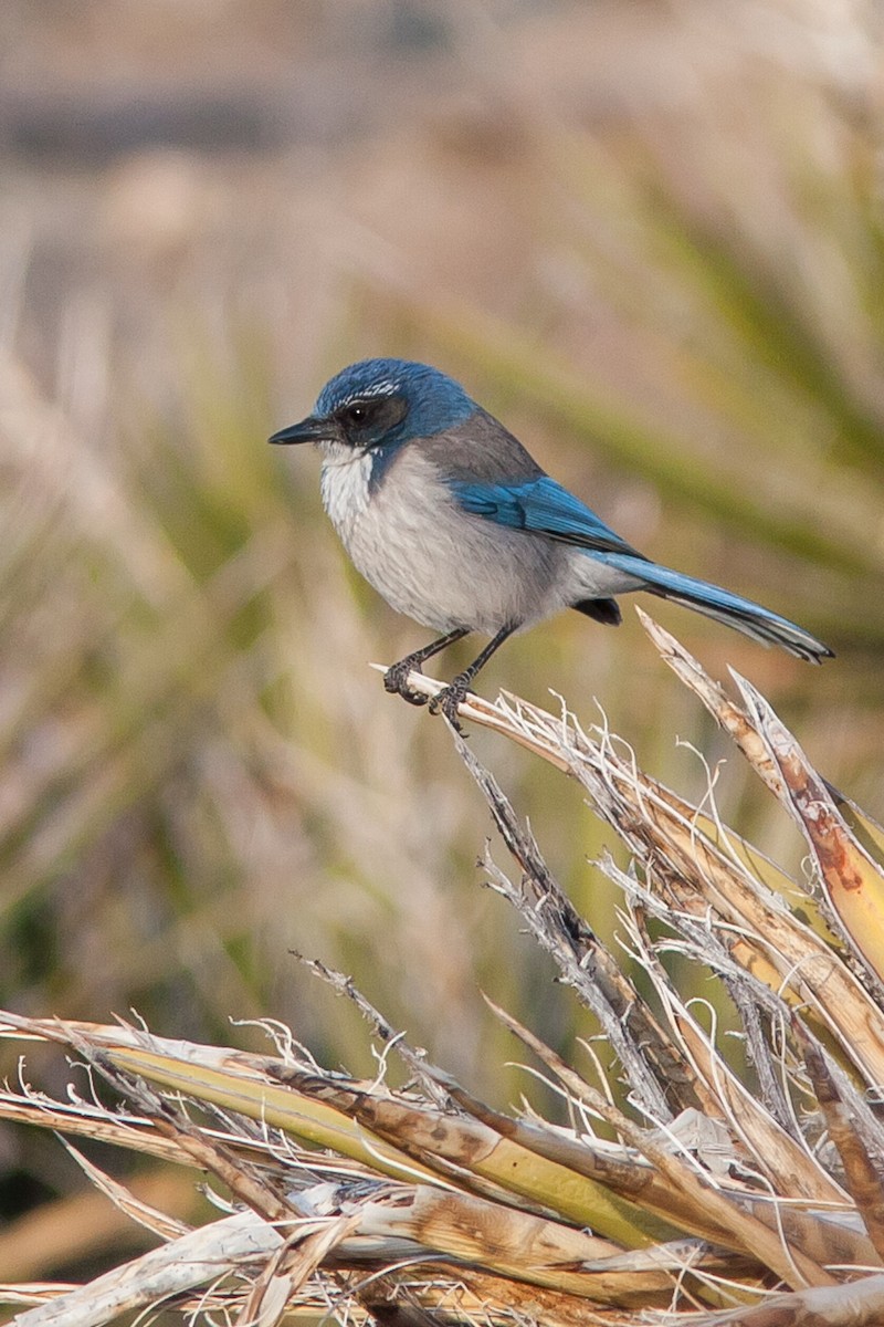 California Scrub-Jay - ML91948301