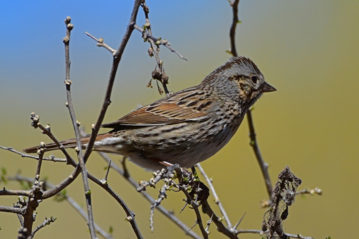 Lincoln's Sparrow - Nate Gowan