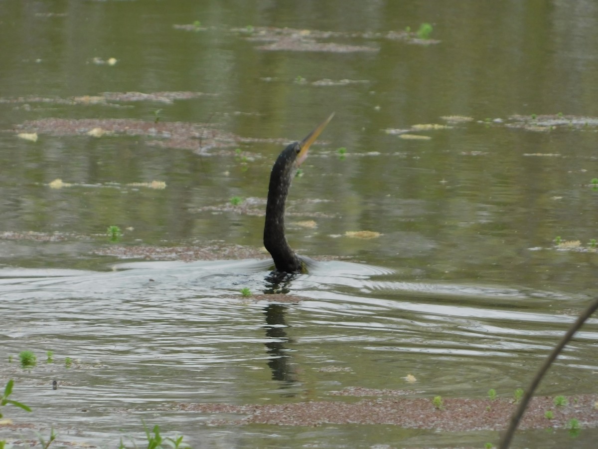 Amerika-Schlangenhalsvogel - ML91949031