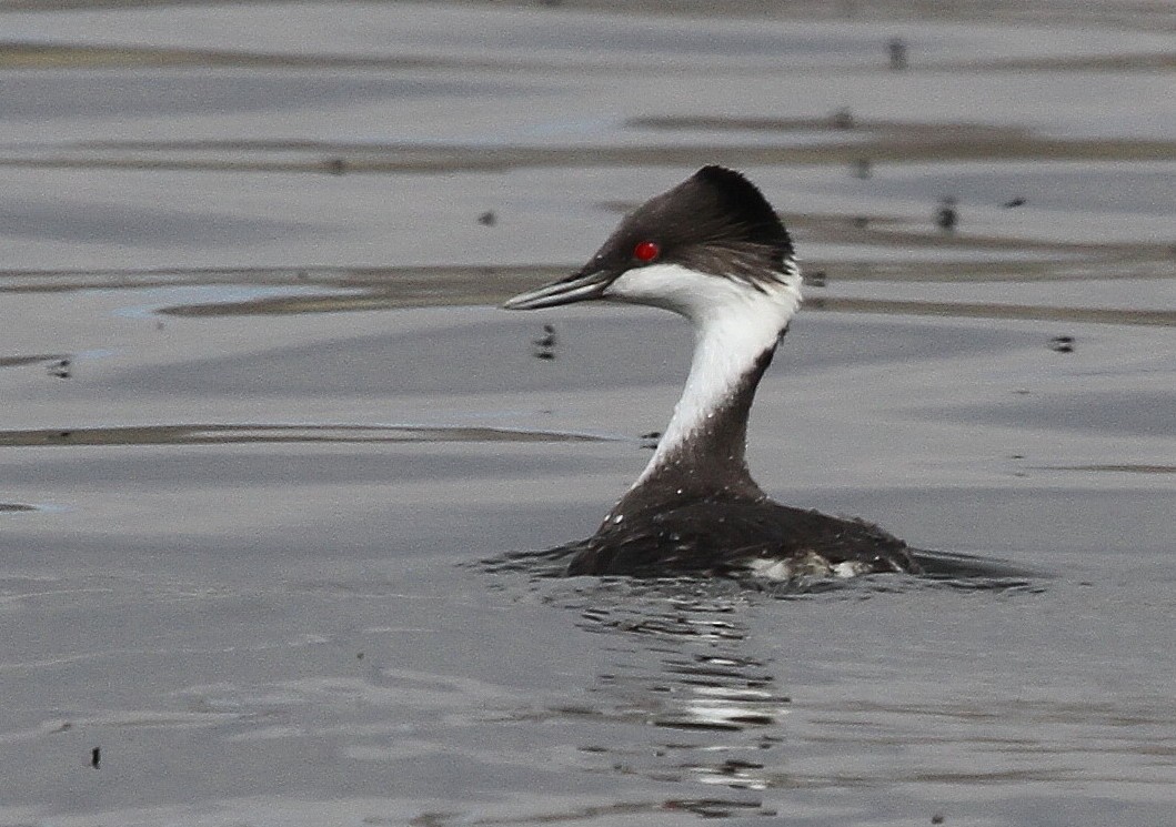 Junin Grebe - ML91951211