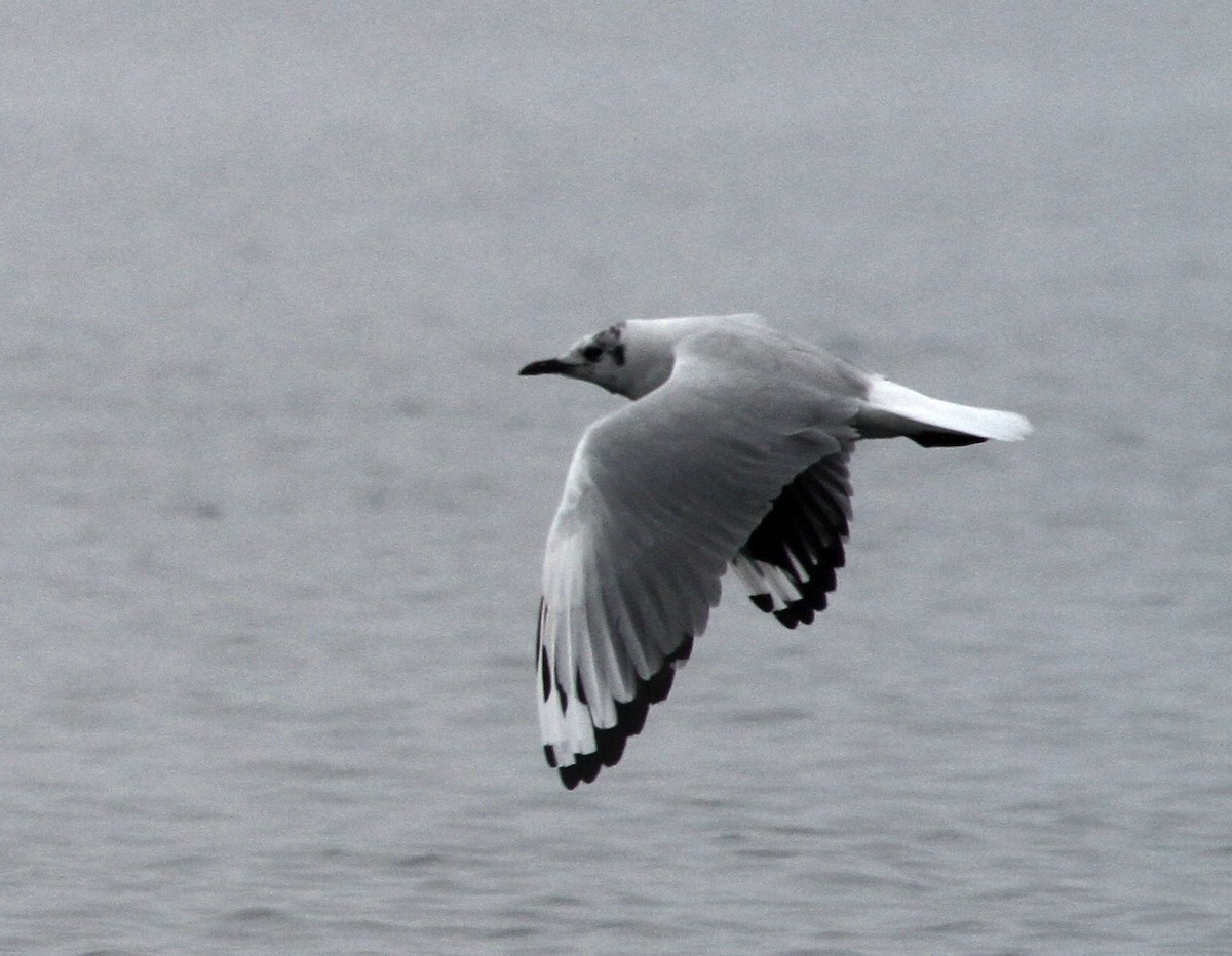 Andean Gull - ML91951461