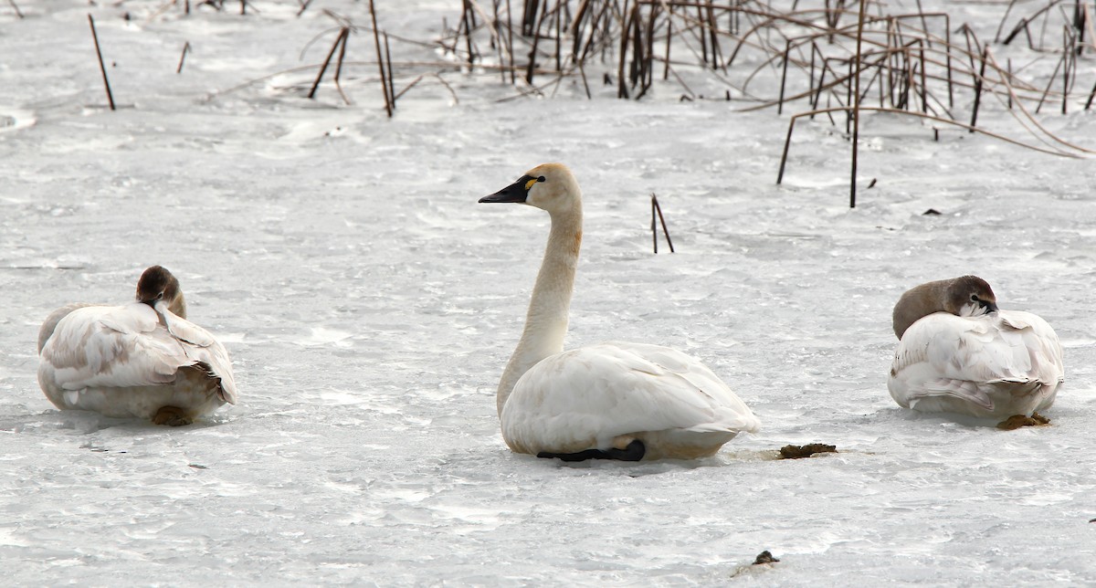 Tundra Swan - Helga Knote