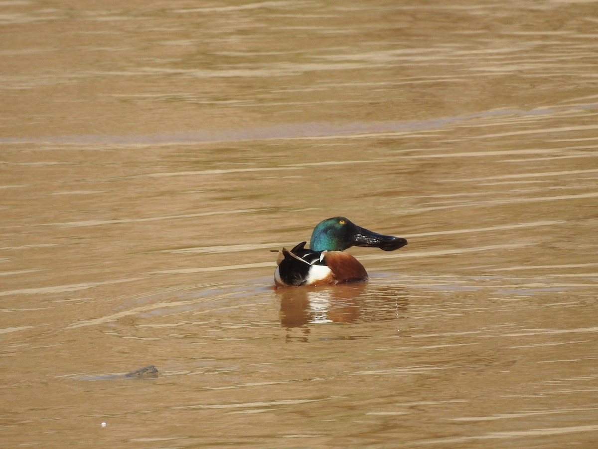 Northern Shoveler - Philip Steiner