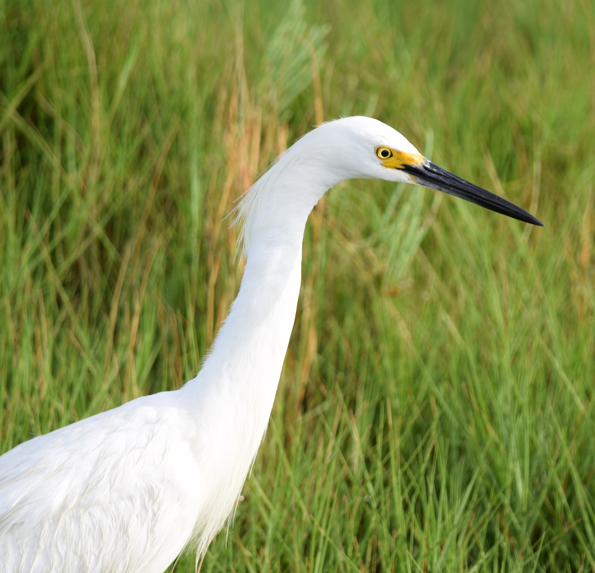 Snowy Egret - ML91953291