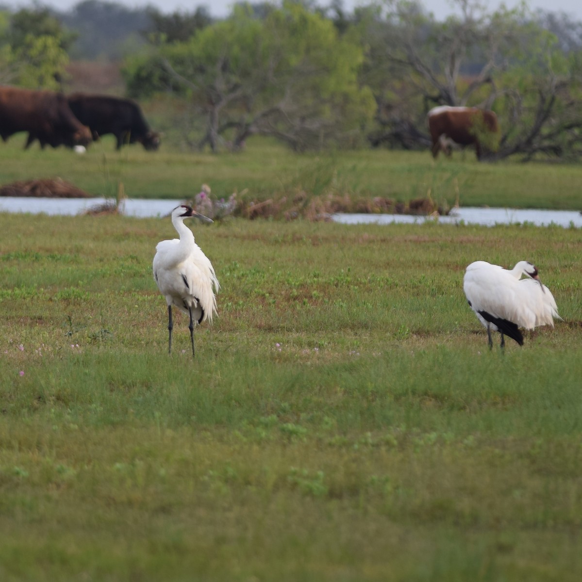 Whooping Crane - Manuel Morales