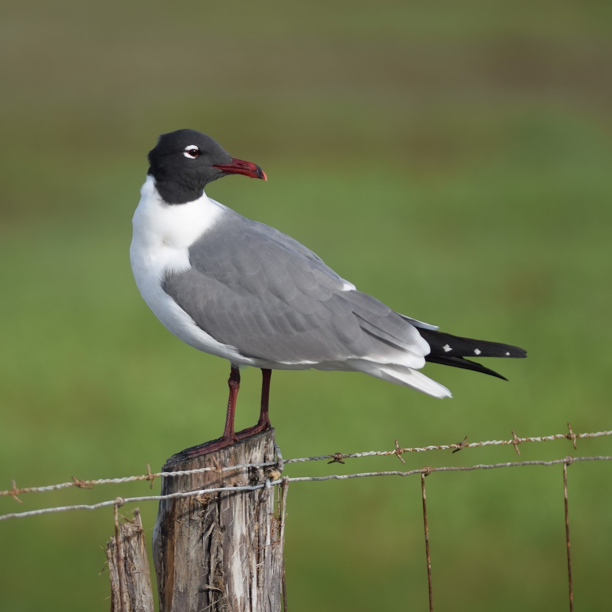 Laughing Gull - ML91953731