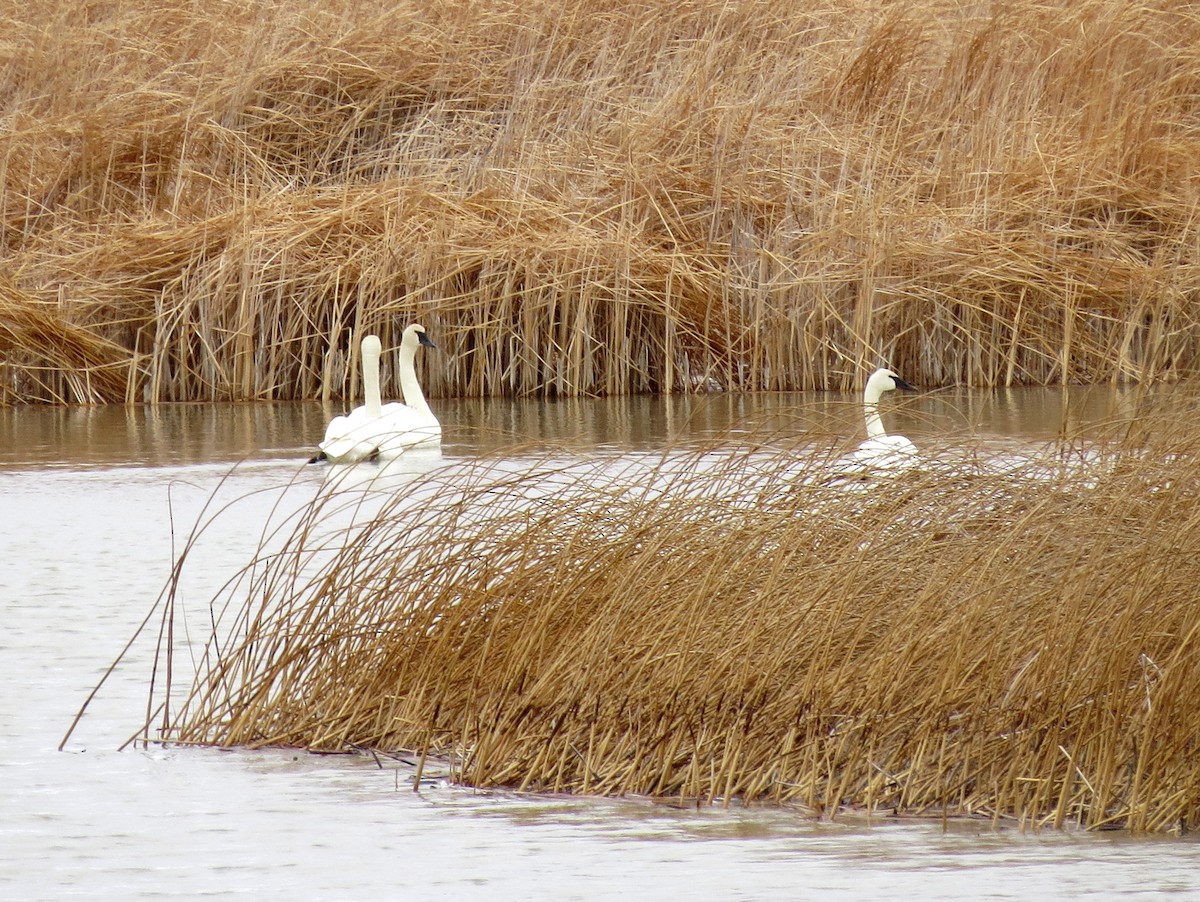 Trumpeter Swan - Todd Deininger