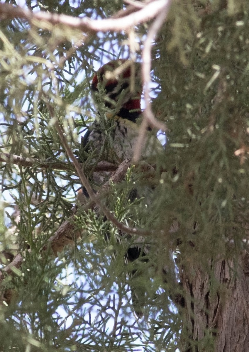 Red-naped Sapsucker - ML91957001