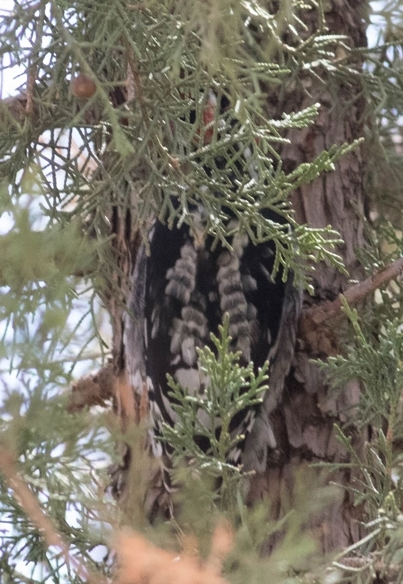 Red-naped Sapsucker - Tony Leukering