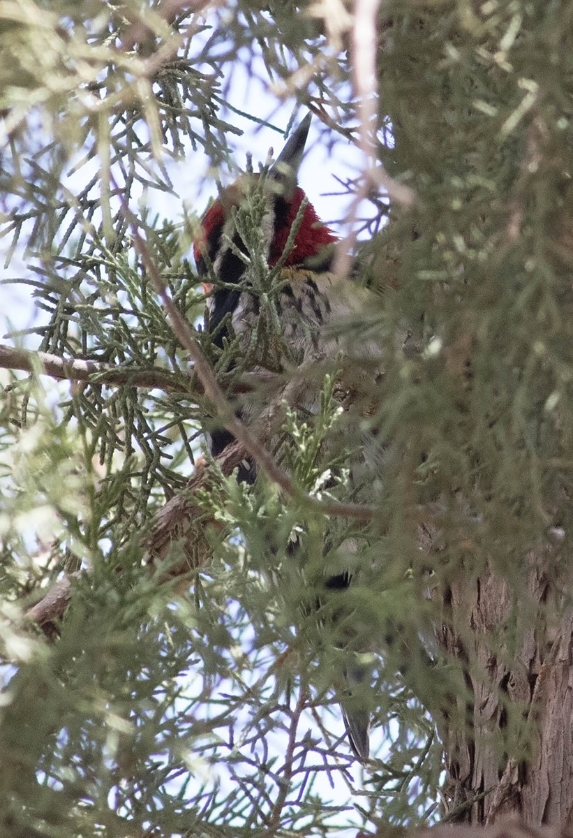 Red-naped Sapsucker - ML91958811