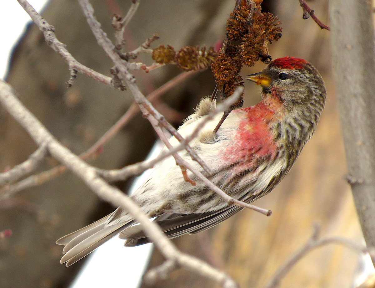 Common Redpoll - ML91959001