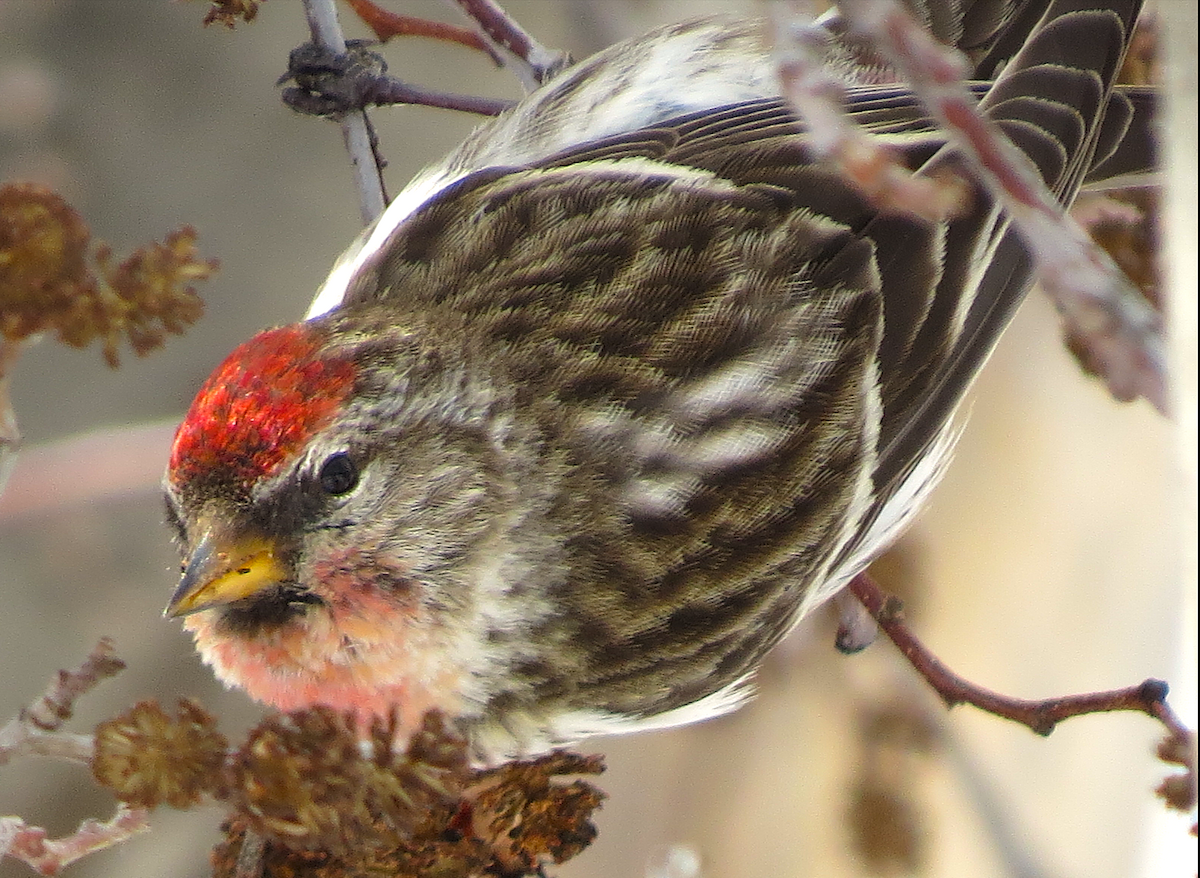 Common Redpoll - ML91959011