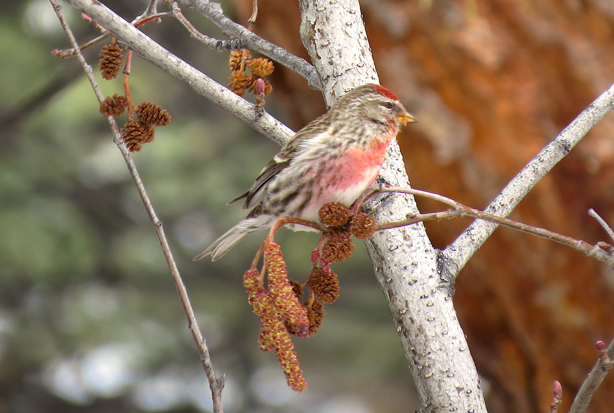 Common Redpoll - Ted Floyd