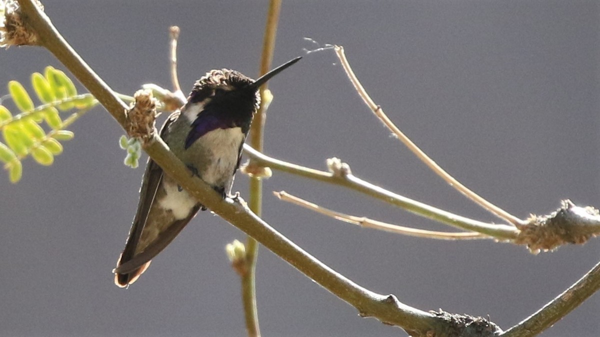 Costa's Hummingbird - ML91959351
