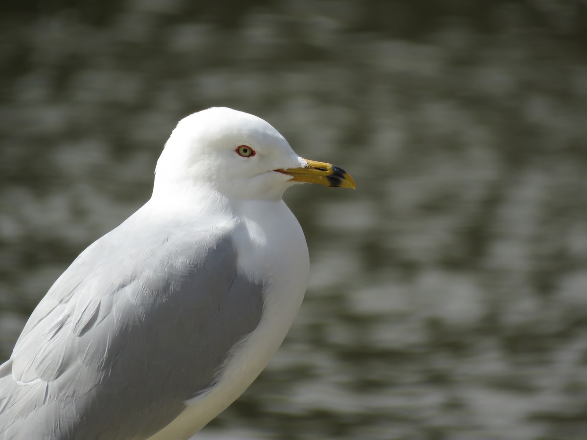 Ring-billed Gull - Kai Frueh