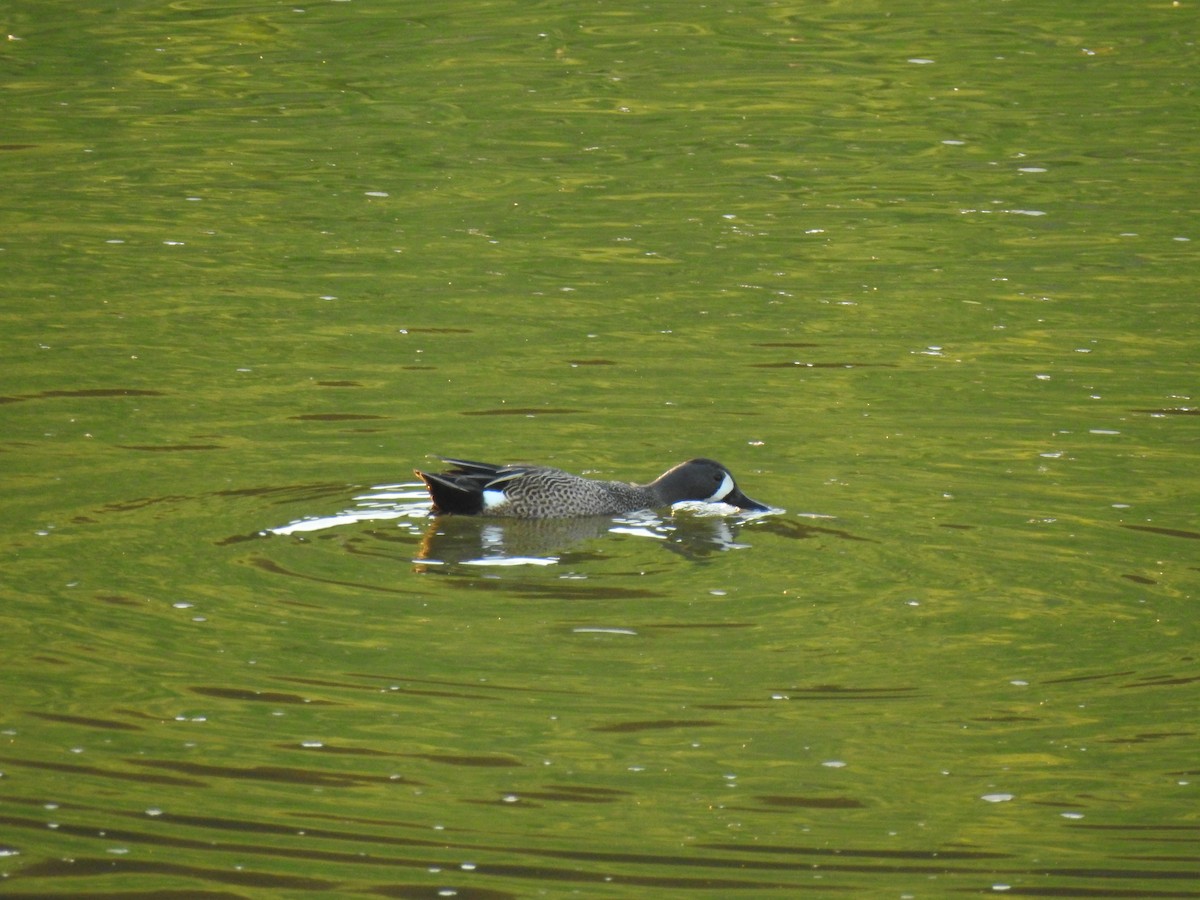 Blue-winged Teal - ML91962381