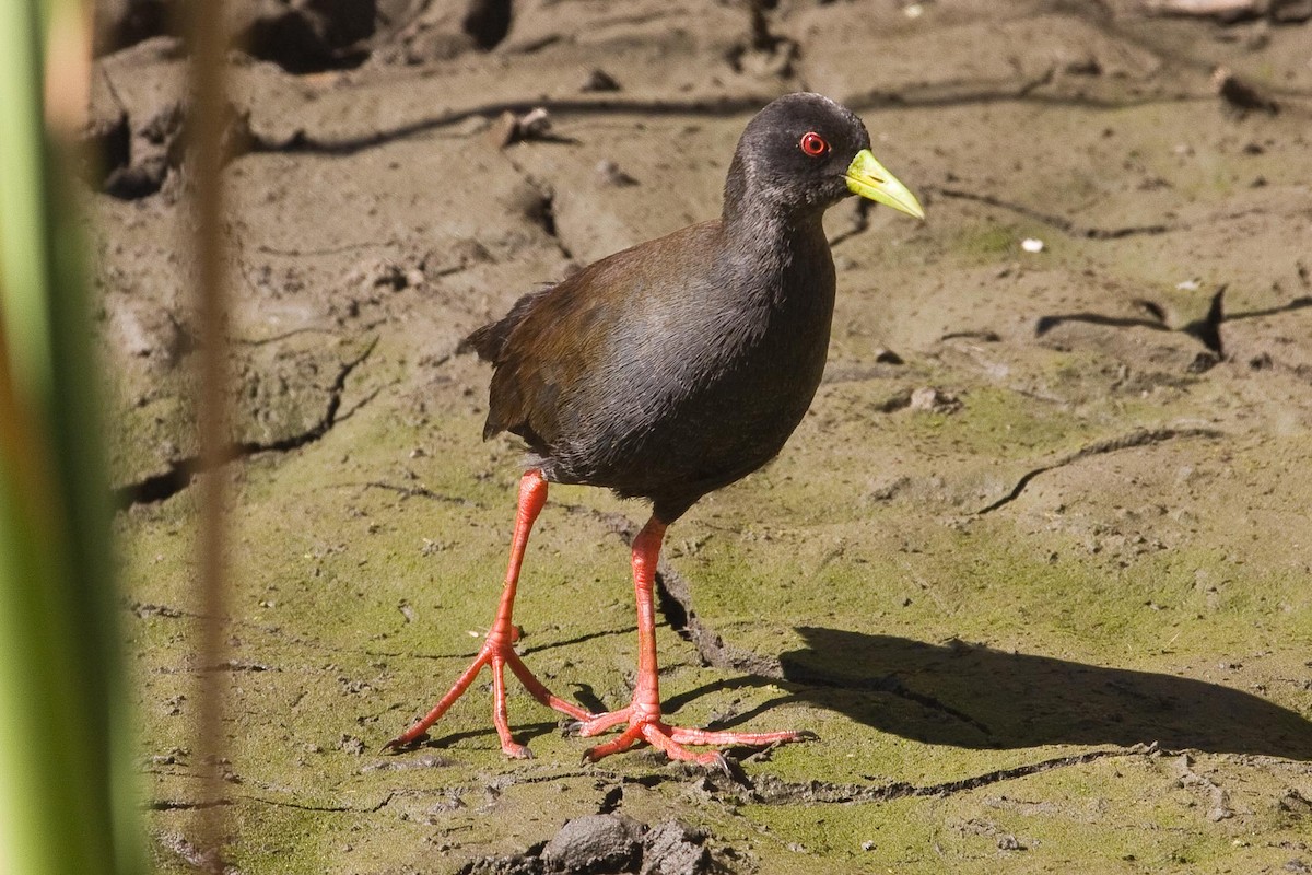 Polluela Negra Africana - ML91963661