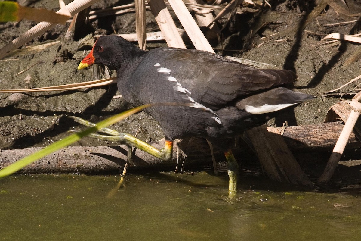 Eurasian Moorhen - ML91964361