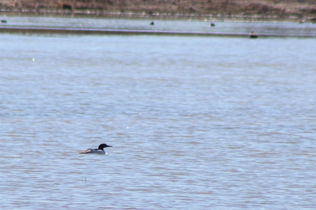 Common Merganser - David Lerwill