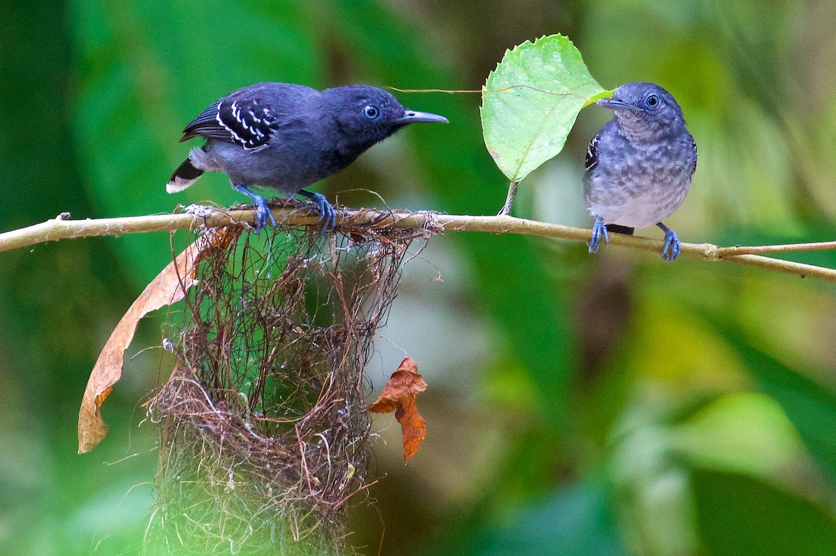 Band-tailed Antbird - ML91965301