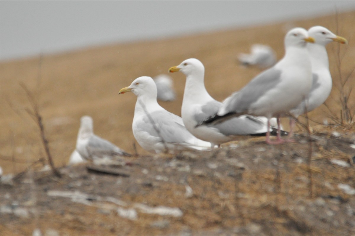 Glaucous Gull - ML91966851