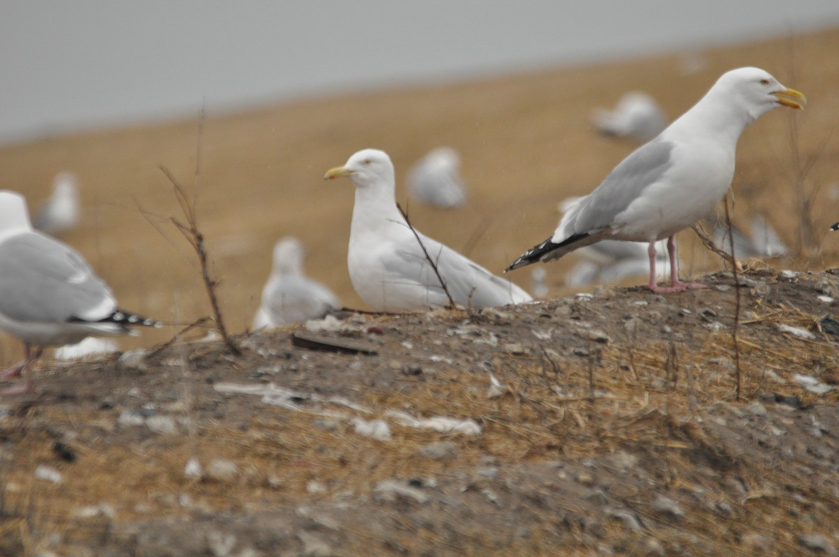 Glaucous Gull - ML91966961