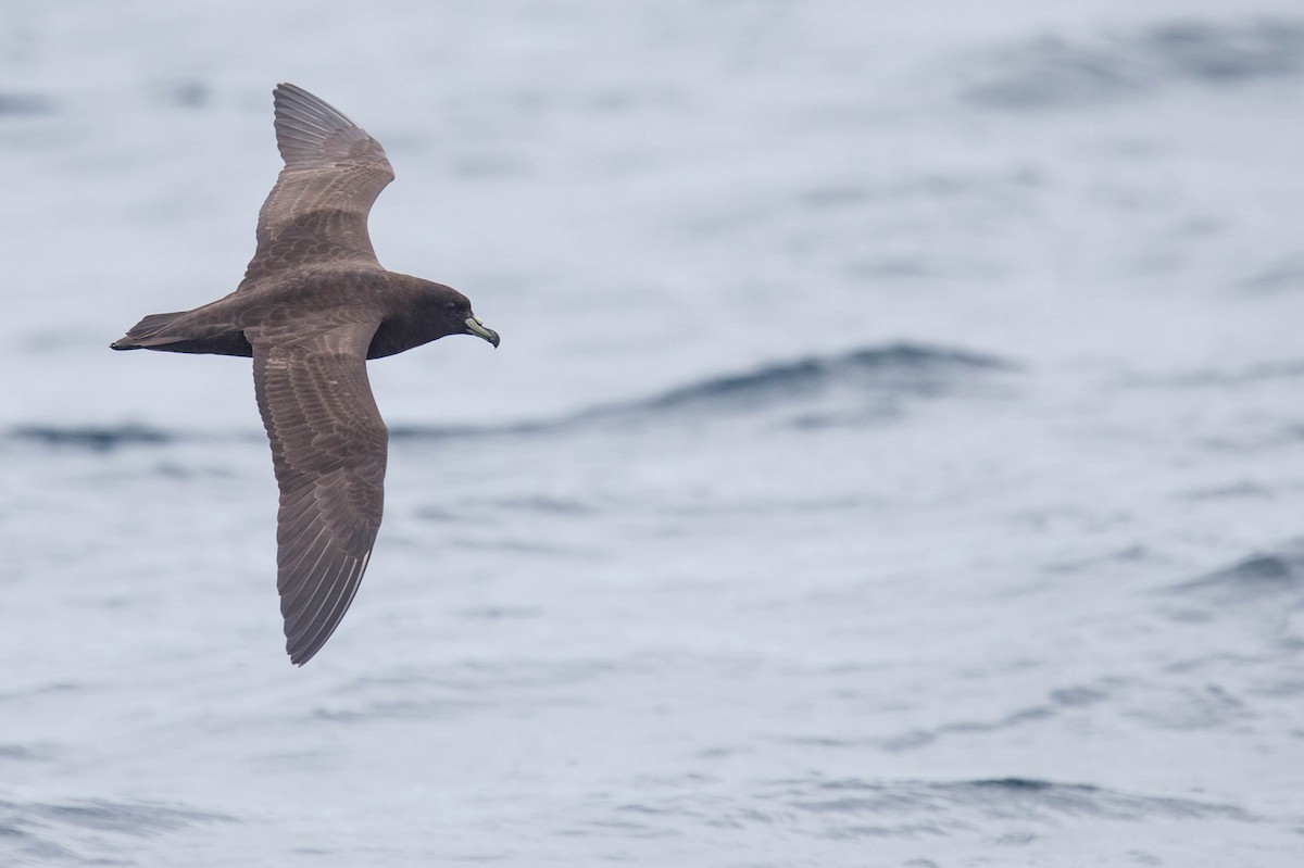 Parkinson's Petrel - Robert Tizard