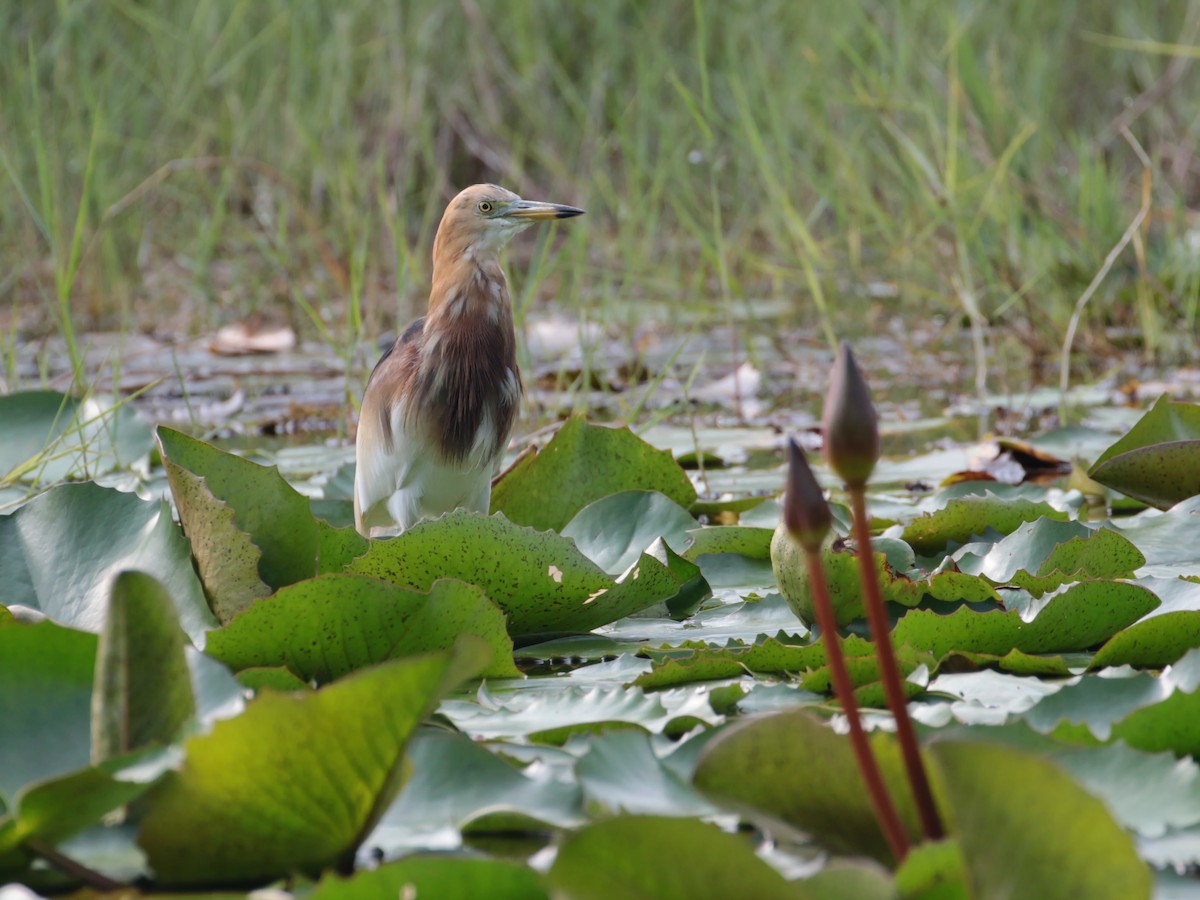 Javan Pond-Heron - ML91968271