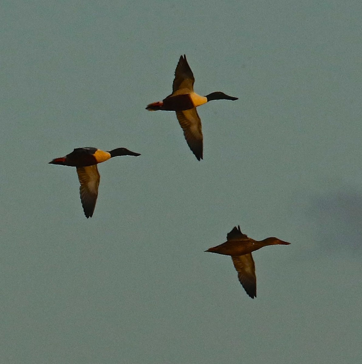 Northern Shoveler - ML91968391