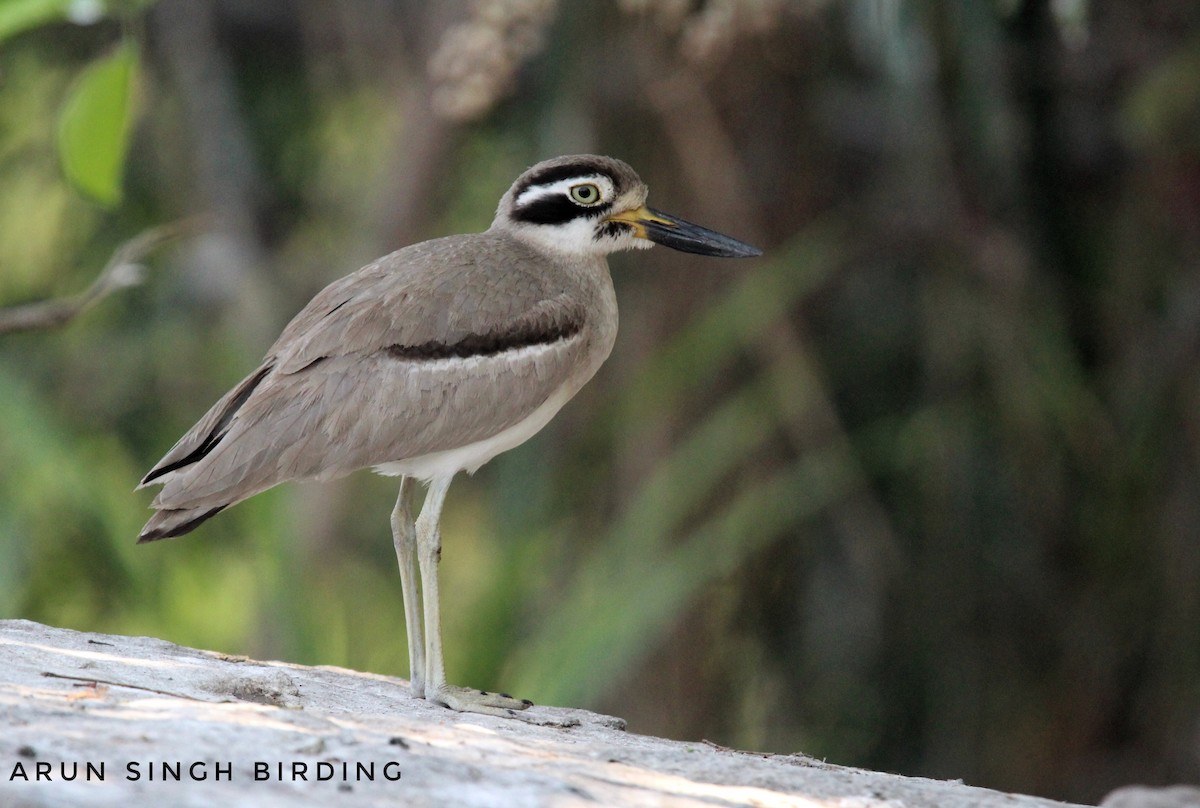 Great Thick-knee - ML91970031