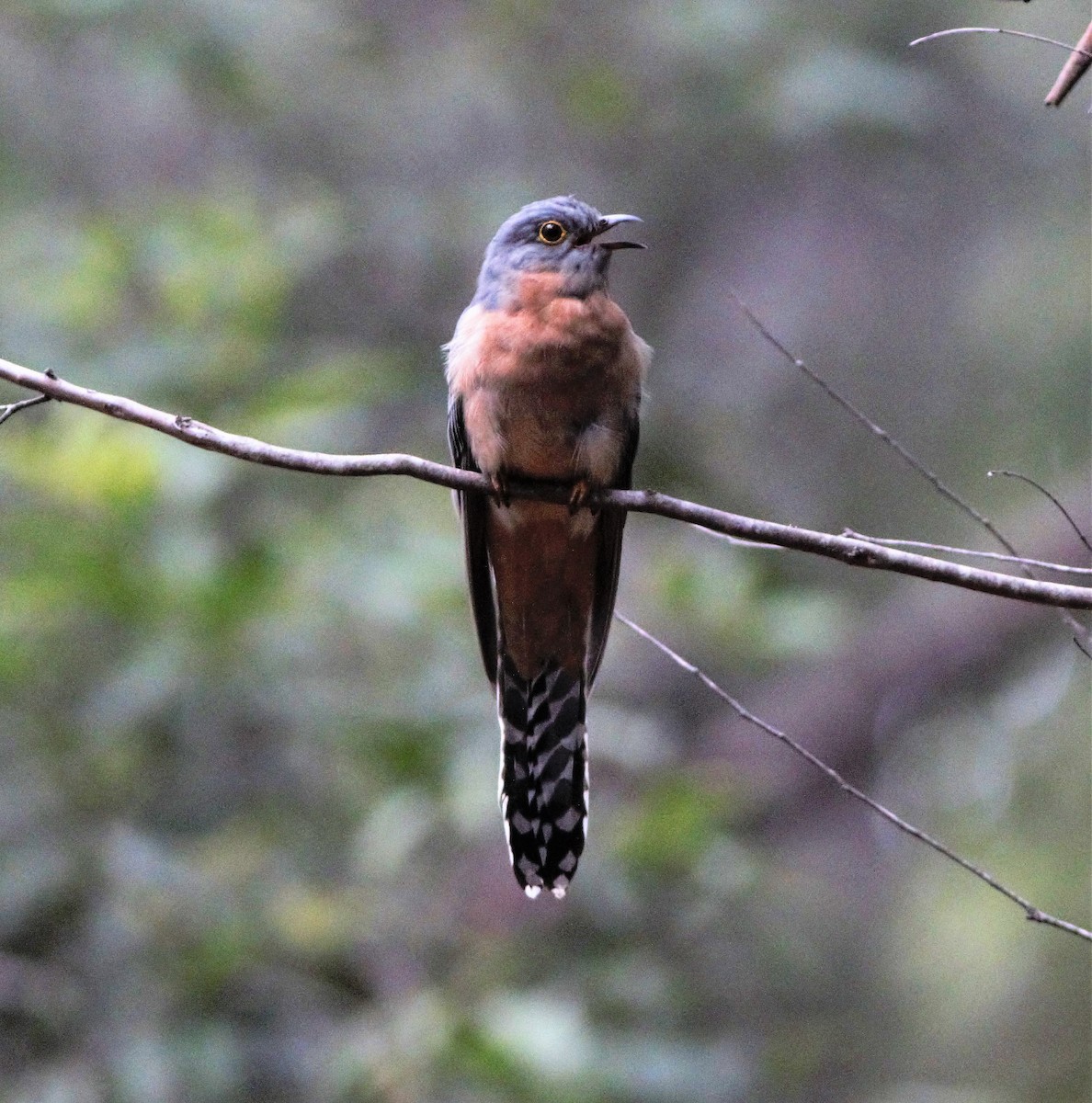 Fan-tailed Cuckoo - Greg Roberts