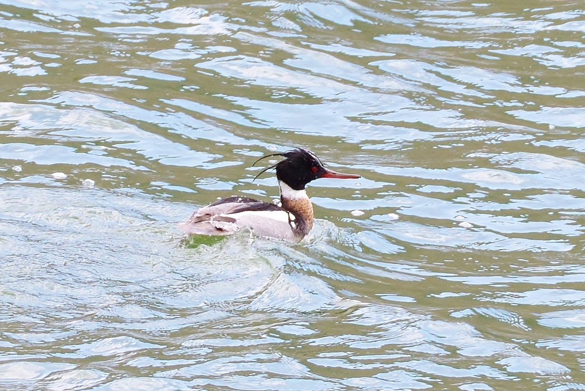 Red-breasted Merganser - ML91970401