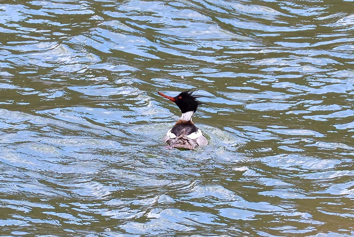 Red-breasted Merganser - ML91970431