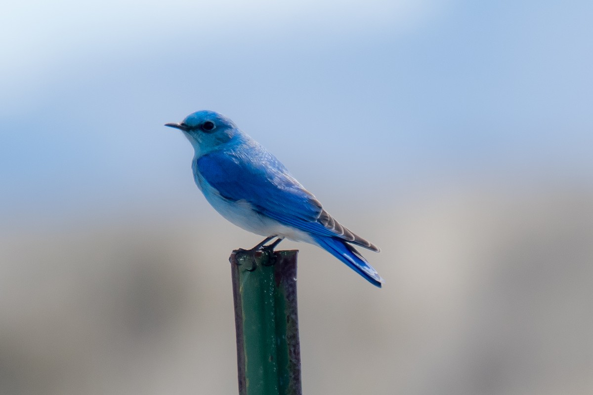 Mountain Bluebird - Tom Crabtree