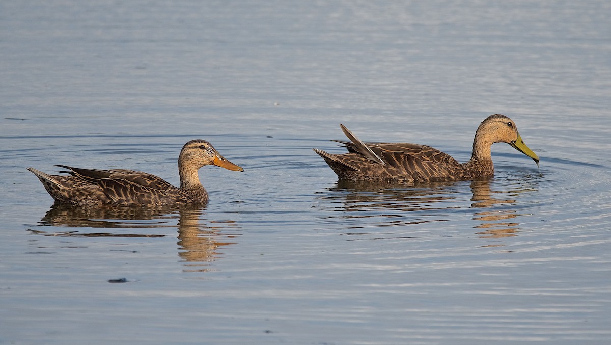 Mottled Duck - Harlan Stewart