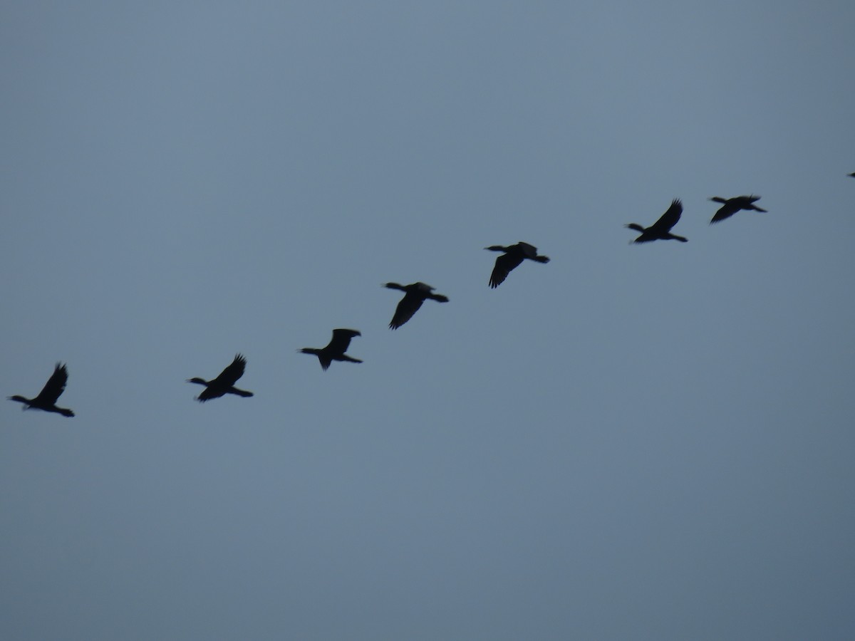 Indian Cormorant - Douglas Ball