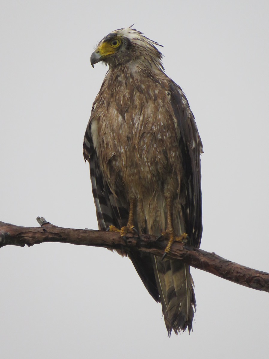 Crested Serpent-Eagle - Douglas Ball