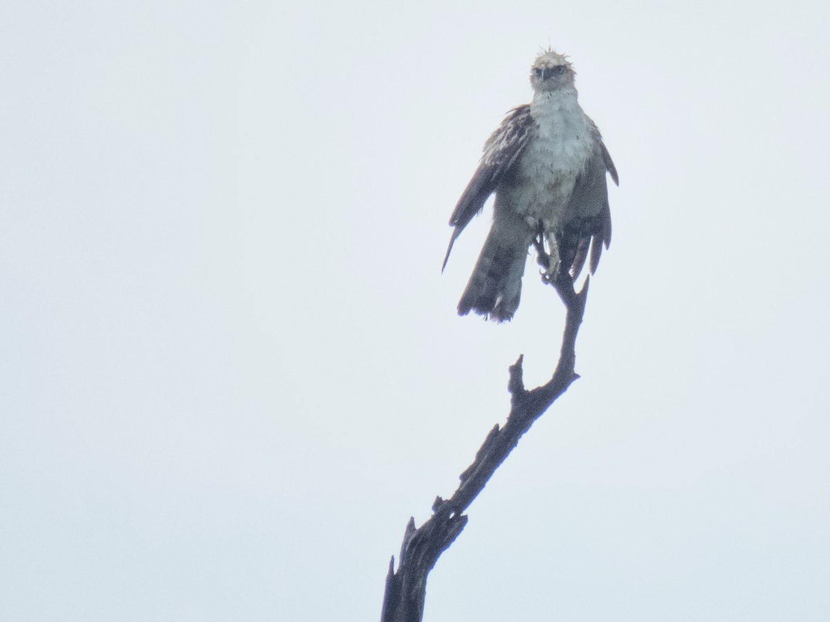 Changeable Hawk-Eagle (Crested) - Douglas Ball