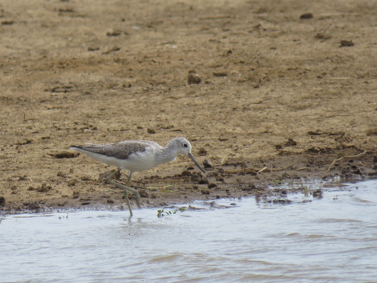 Common Greenshank - ML91975281