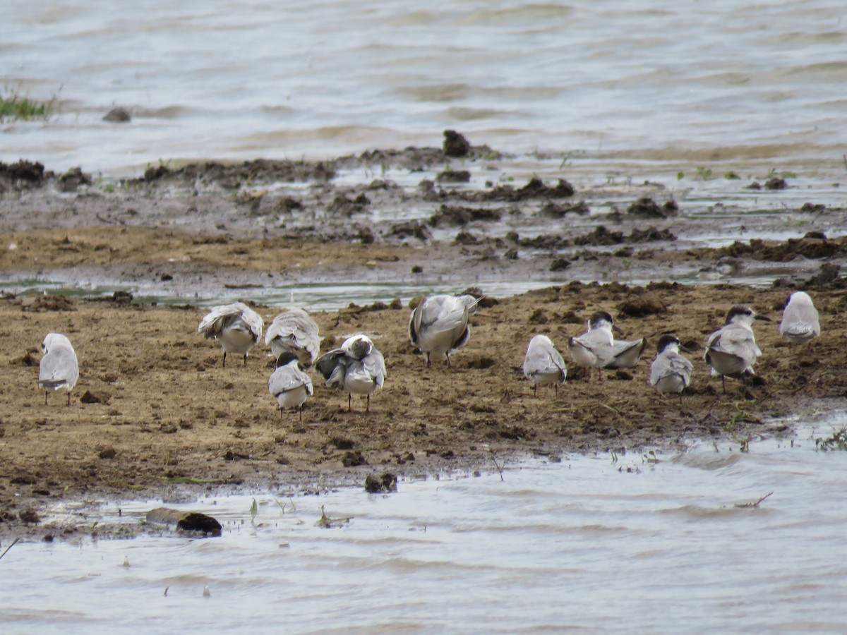 Whiskered Tern - Douglas Ball