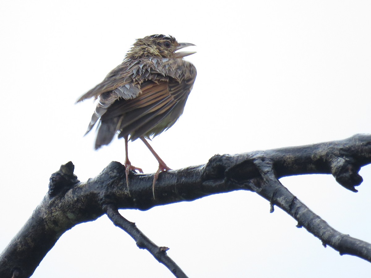 Jerdon's Bushlark - Douglas Ball