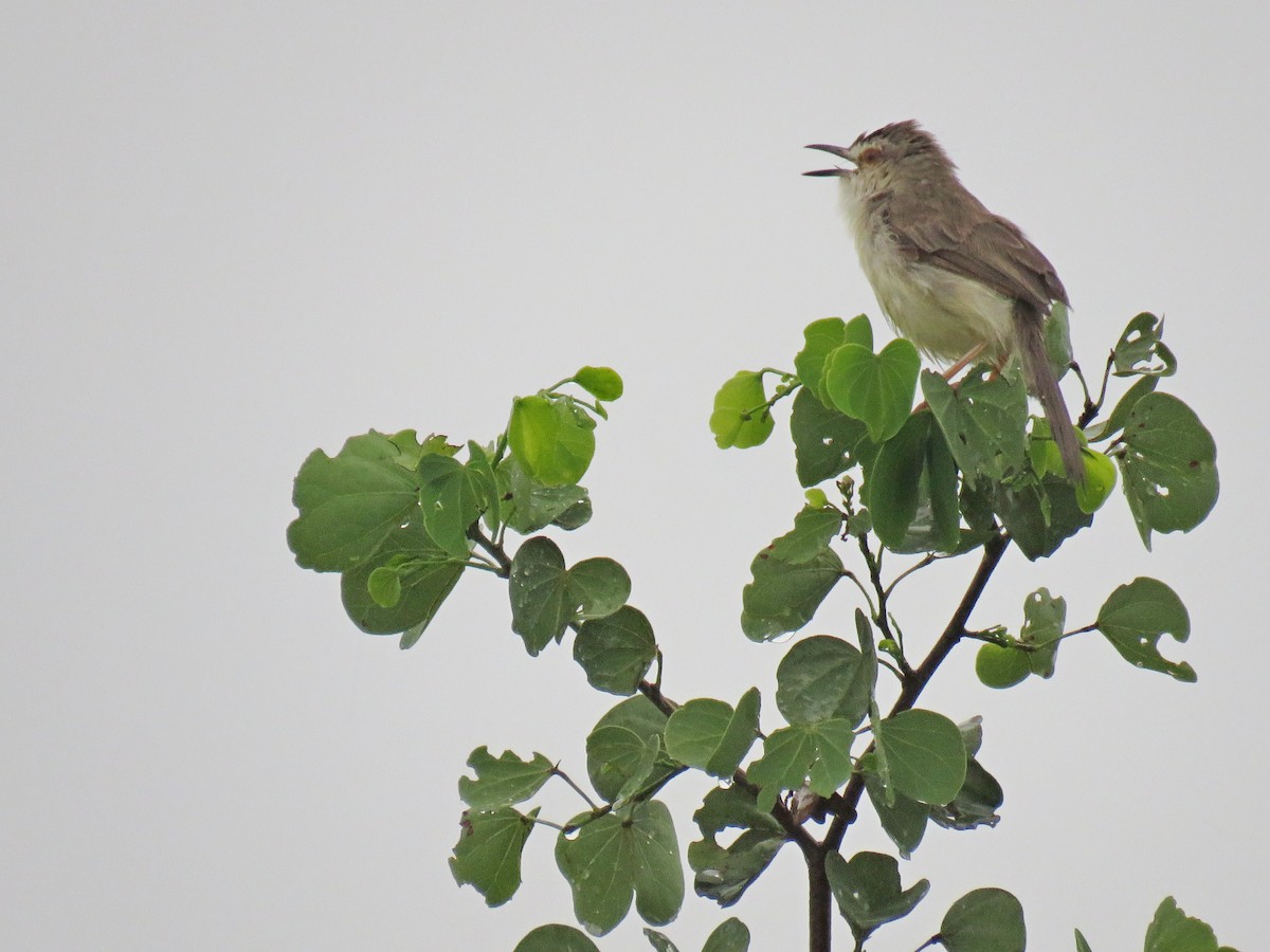 Plain Prinia - Douglas Ball