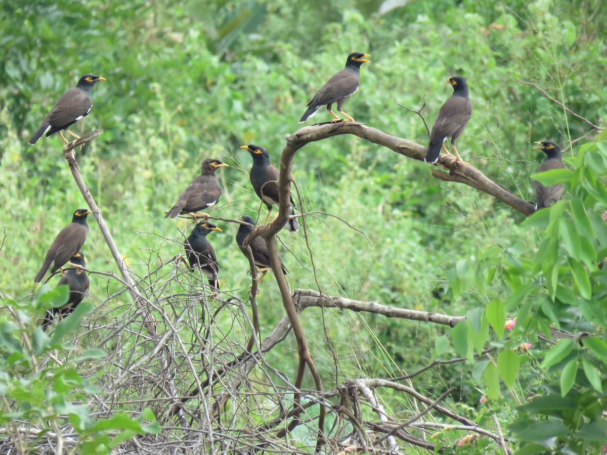 Common Myna - Douglas Ball